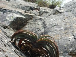 Aloe suprafoliata young leaf arrangement